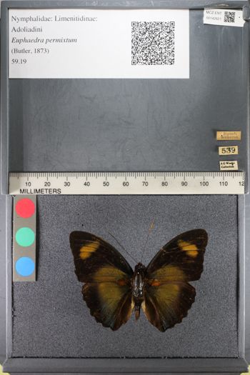 Media type: image;   Entomology 142621